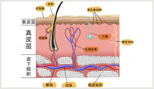 敏感肌肤怎么修复 敏感肌肤用什么成分护肤品好