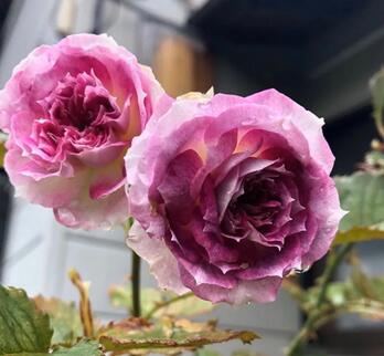 什么是瑟西玫瑰花 瑟西玫瑰花有紫红色吗
