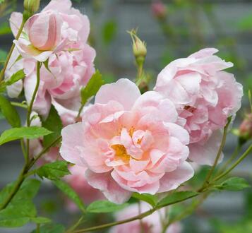 什么是银莲花月季 银莲月季花是什么颜色.jpg 什么是银莲花月季 银莲月季花是什么颜色 花草知识