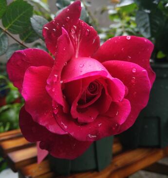 凤凰图瓦是玫瑰花吗 凤凰图瓦月季花香吗 