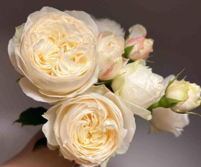 琼英月季花好看吗 琼英月季花是什么颜色 