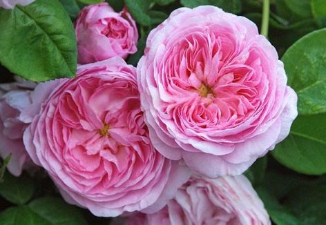 阿莱格拉月季花如何 阿莱格拉月季花百科 