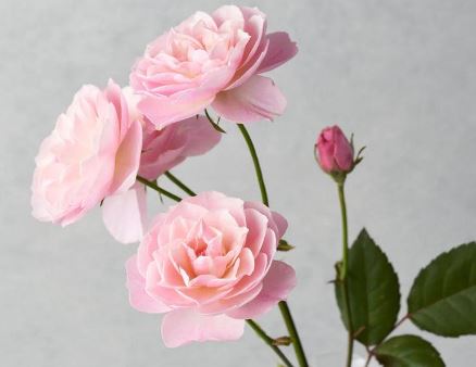 手鞠月季花什么颜色的 手鞠月季花好看吗 