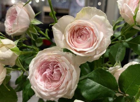 花时间是什么月季花 花时间月季花怎么样