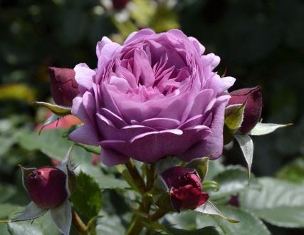 塞尔玛月季花什么颜色 塞尔玛月季花香吗