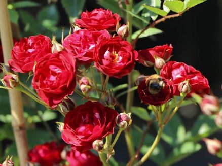 四季多米诺月季花百科知识.JPG
